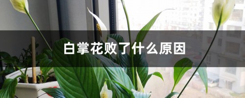 白掌花败了什么原因