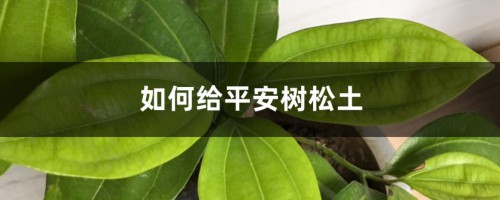 如何给平安树松土