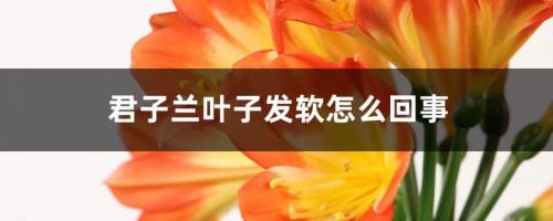 君子兰叶子发软怎么回事，叶子发软下垂能剪掉吗