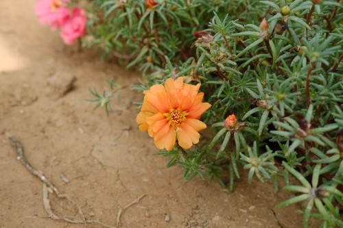 太阳花