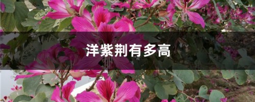 洋紫荆有多高，日常怎么养护