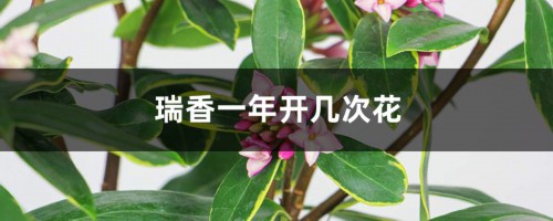 瑞香一年开几次花