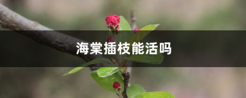 海棠插枝能活吗