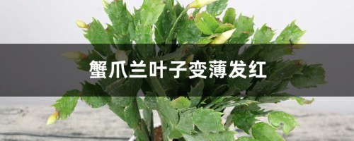 蟹爪兰叶子变薄发红怎么办