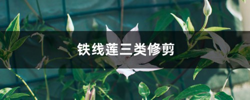 铁线莲三类修剪