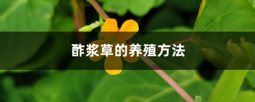 酢浆草的养殖方法和注意事项大全