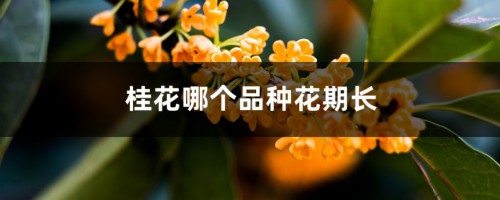 桂花哪个品种花期长