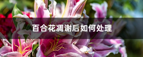 百合花凋谢后如何处理