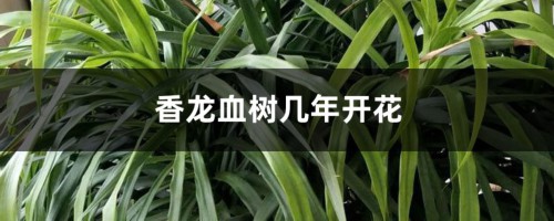 香龙血树几年开花