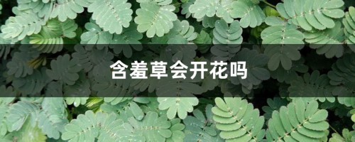 含羞草会开花吗，什么时候开花