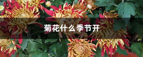 菊花什么季节开