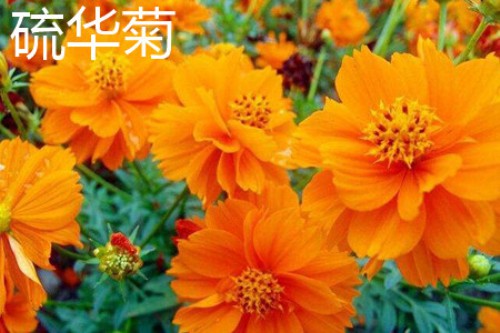 硫华菊