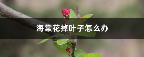 海棠花掉叶子怎么办，叶子蔫了怎么处理