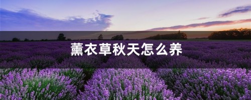 薰衣草秋天怎么养