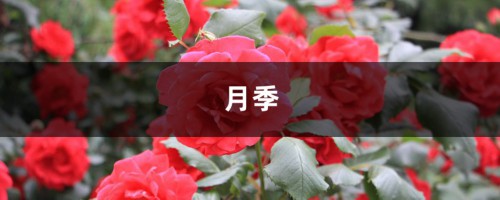 月季多肉三角梅…这6款花园，没钱也能建！