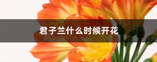 君子兰什么时候开花