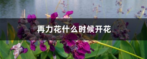 再力花什么时候开花