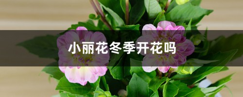 小丽花冬季开花吗