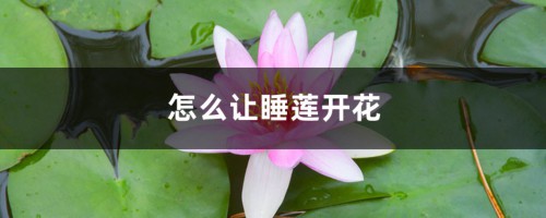 怎么让睡莲开花，一天什么时候开花