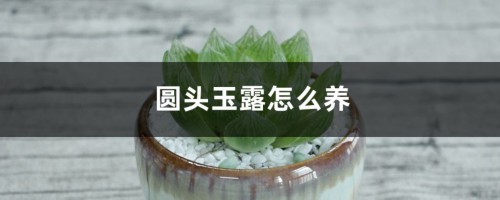 圆头玉露怎么养