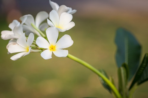 鸡蛋花