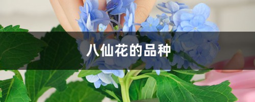 八仙花的品种