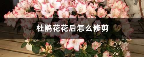 杜鹃花花后怎么修剪