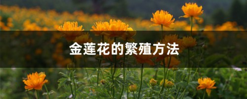 金莲花的繁殖方法