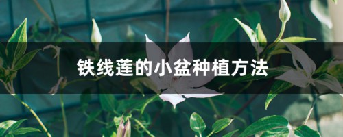 铁线莲的小盆种植方法