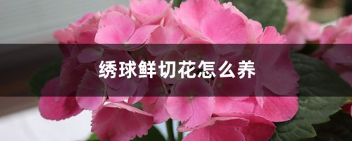 绣球鲜切花怎么养