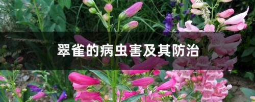 翠雀的病虫害及其防治